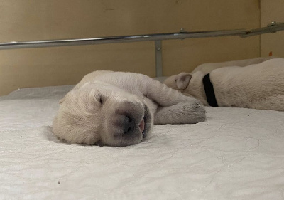 CHIOT